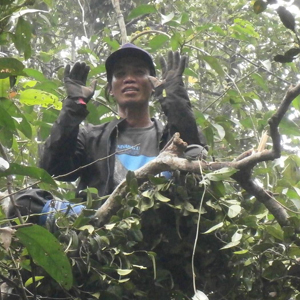 Suwi
