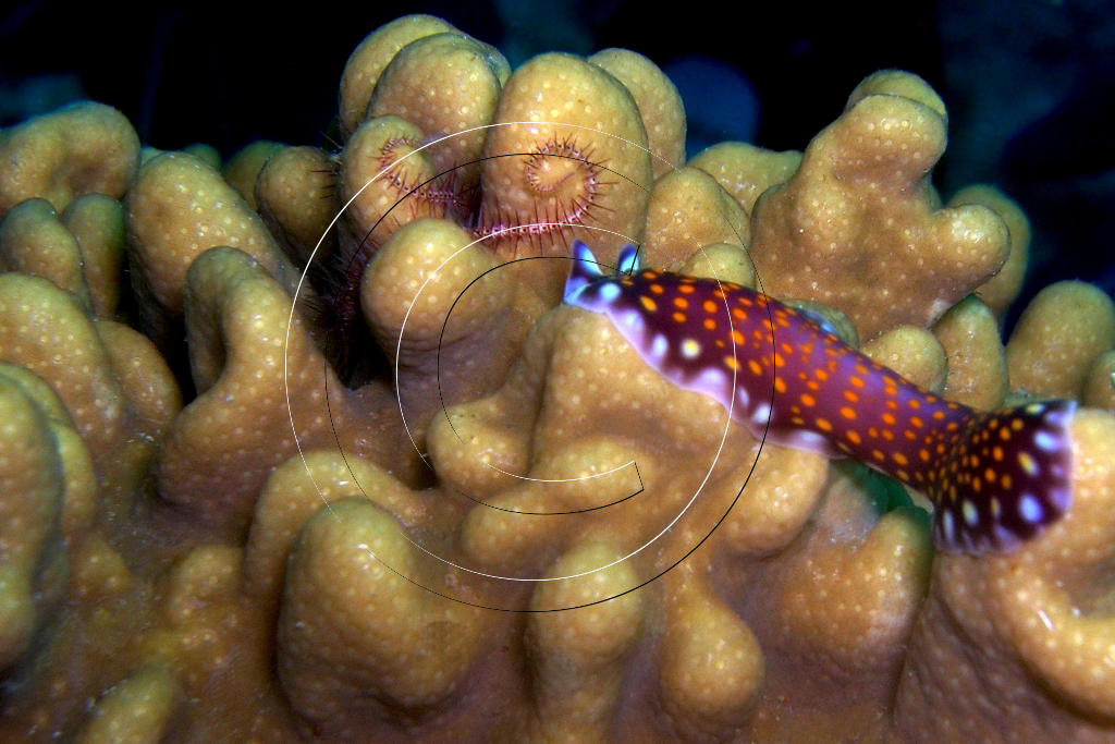 Photo credit by U. Cardini
