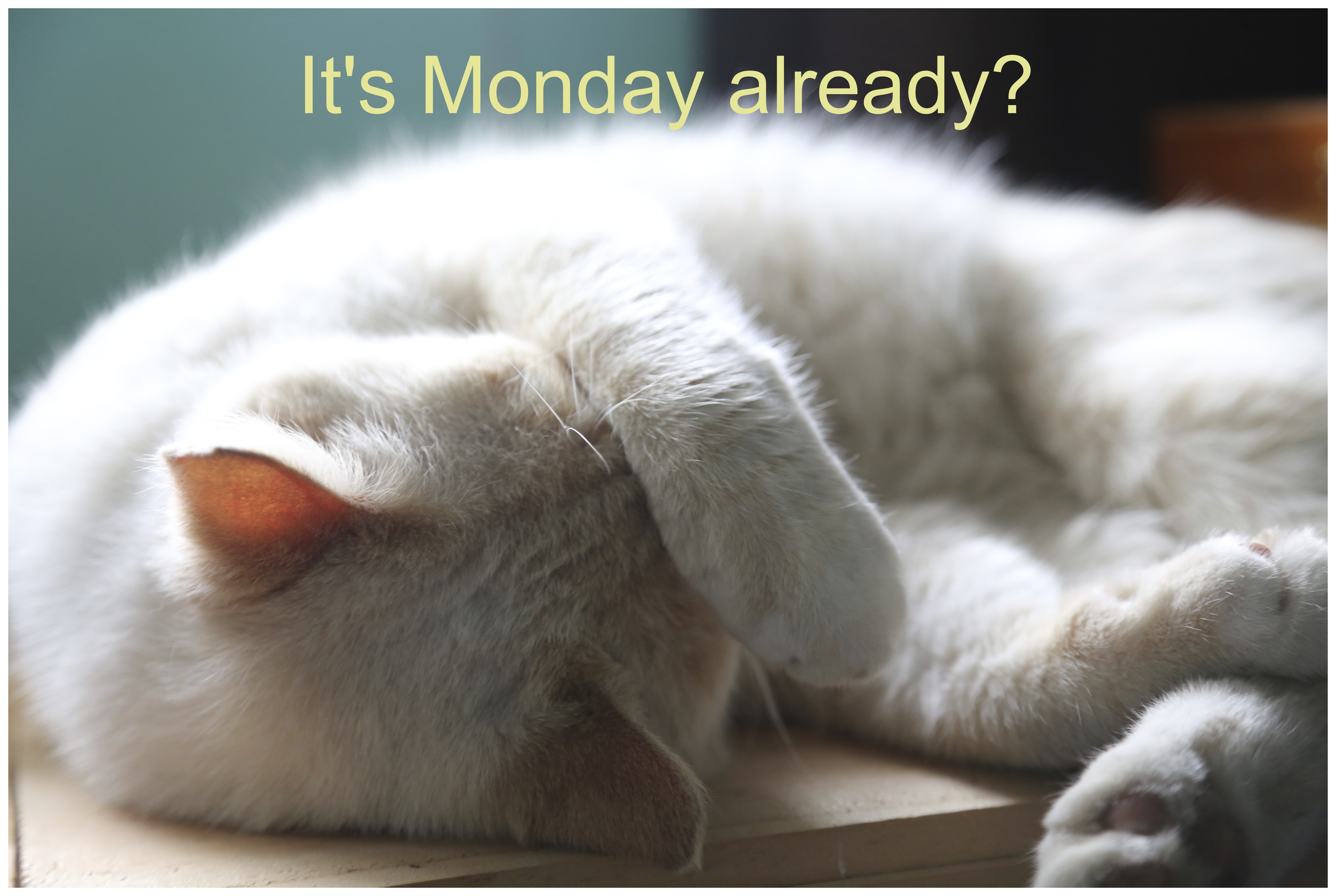 Find the newest monday morning blues meme. Monday Morning Blues Two Thumbs