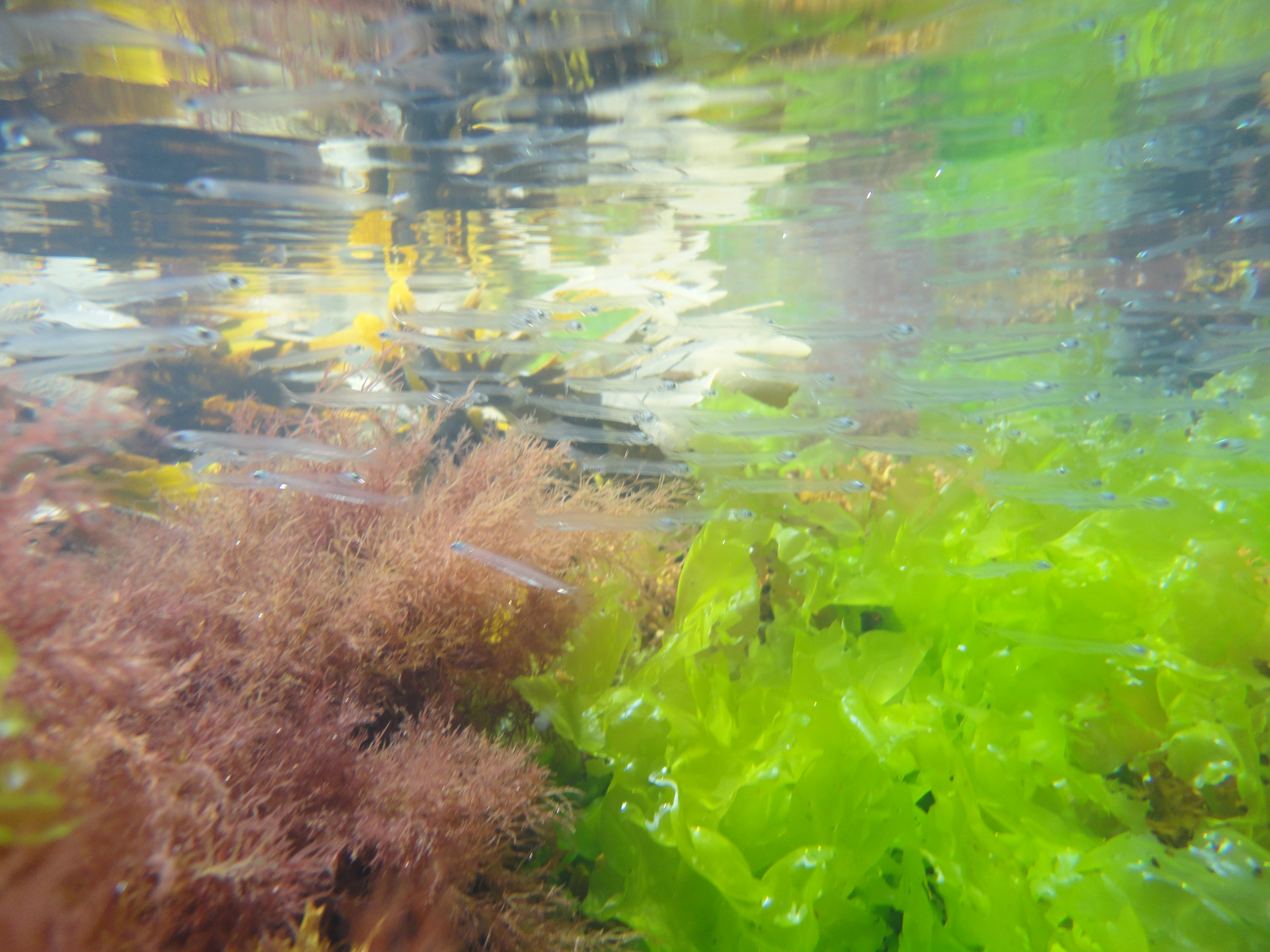 Shoal of fish in a Cornish rock pool near Porthcothan