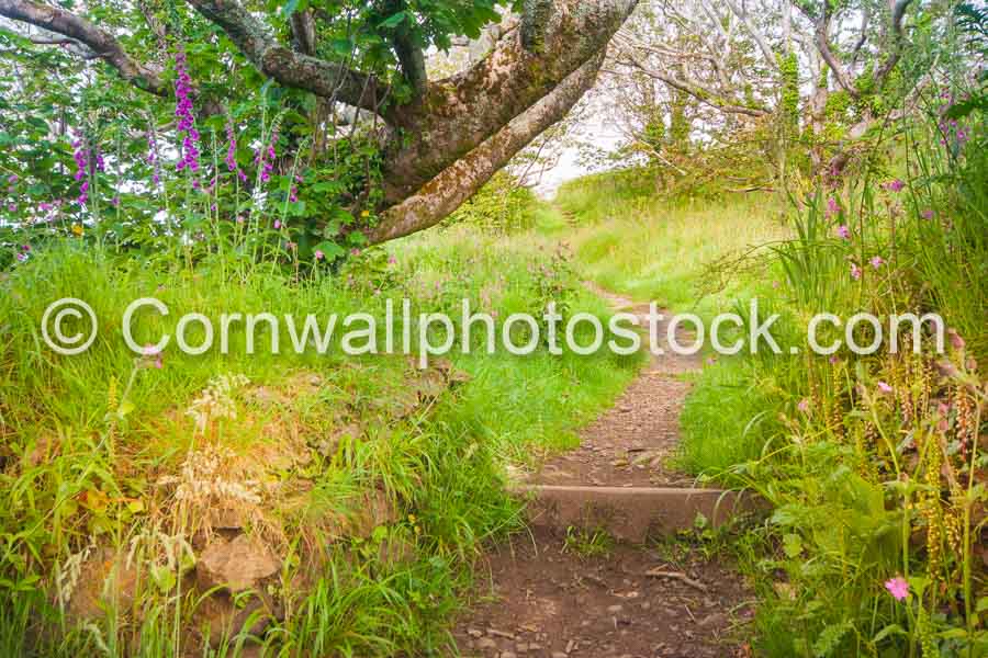 Path Past Tree And Foxgloves