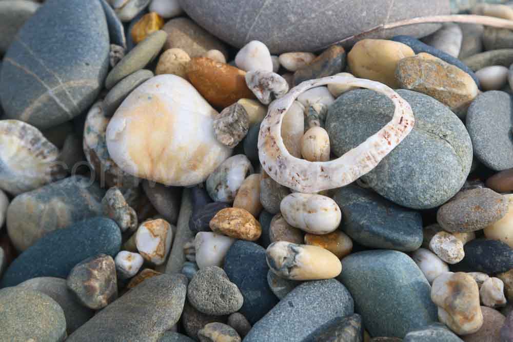 Pebbles And Shell Ring Close Up