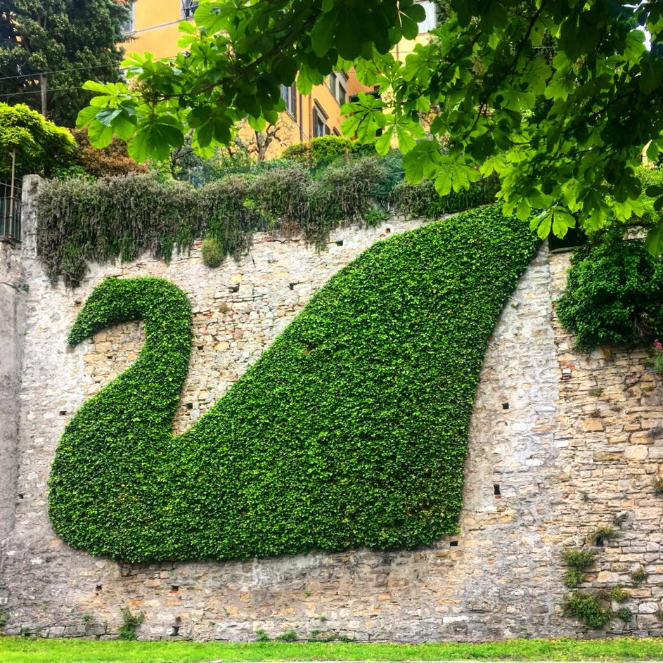 Cigno d'edera di Bergamo Alta