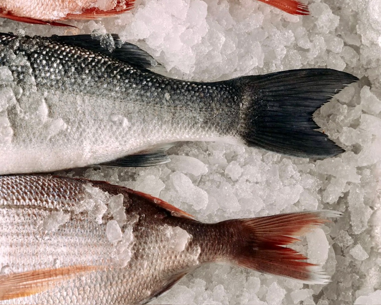 two fish tails on ice
