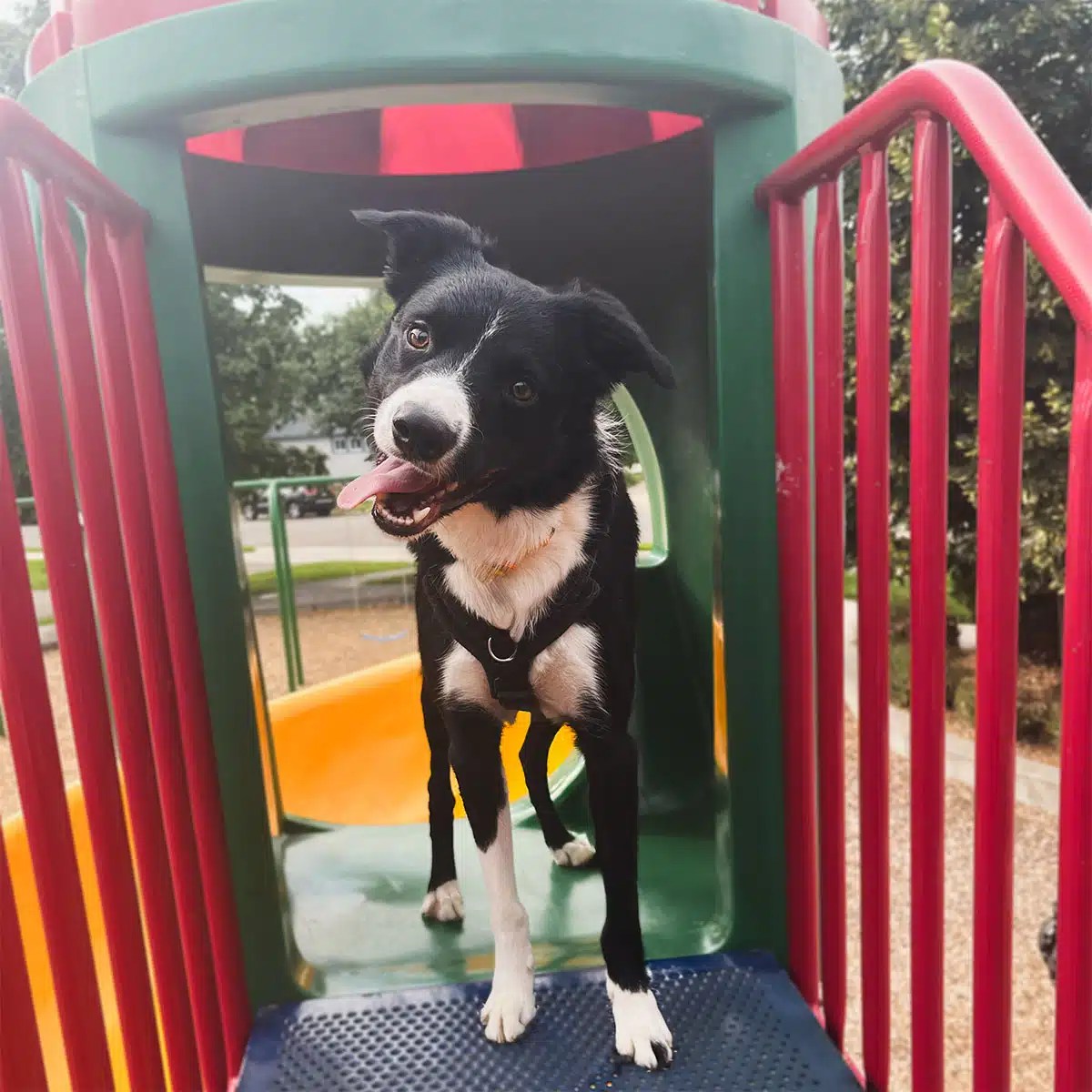 Cosmic Dog Training, family dog Arrow on the playground equipment bio picture, Erie, Colorado.