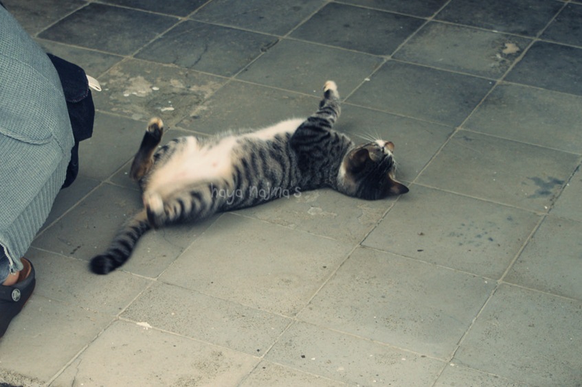 Miau, yang manja banget