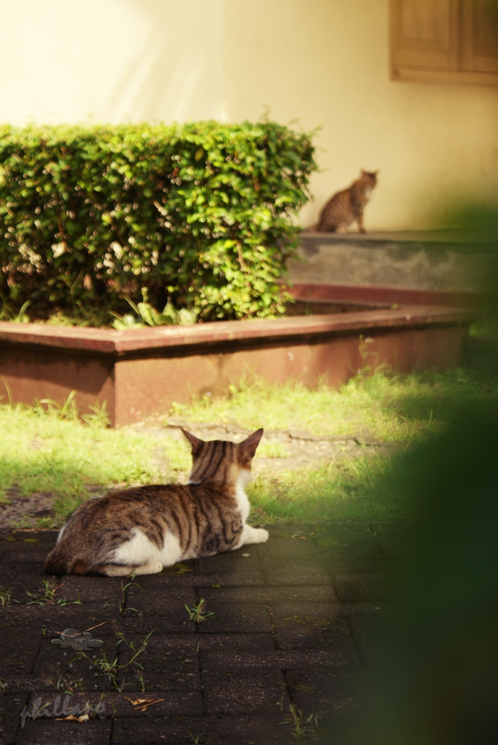 bs-couple-cat.jpg