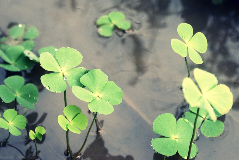 clover.jpg
