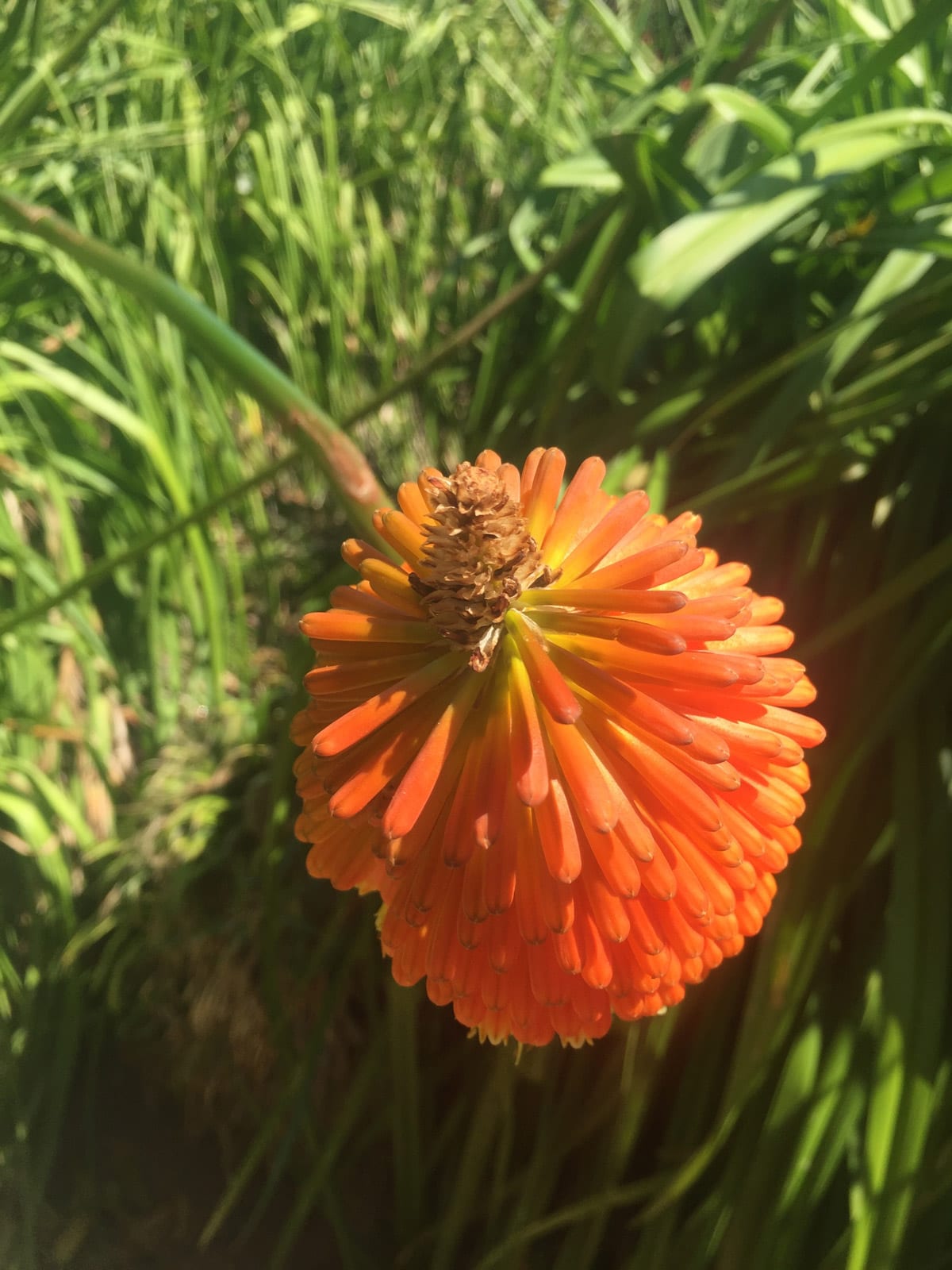Rotorange Blume