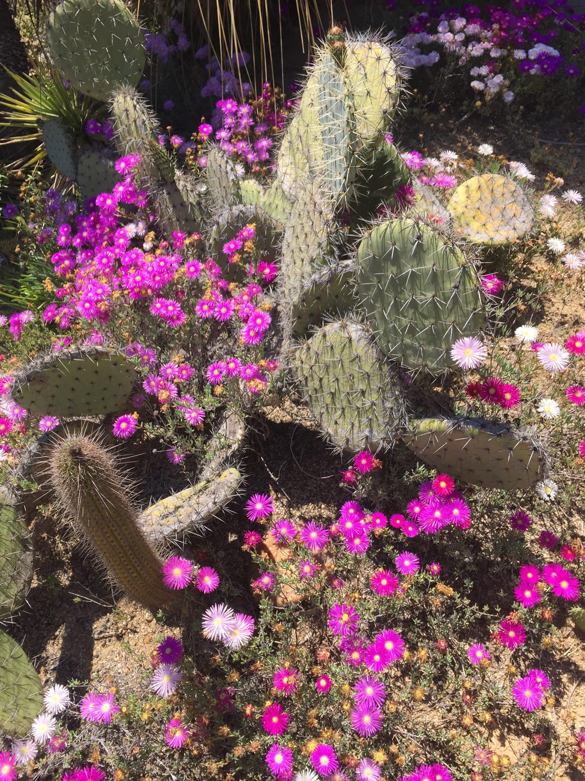Blumen und Kakteen