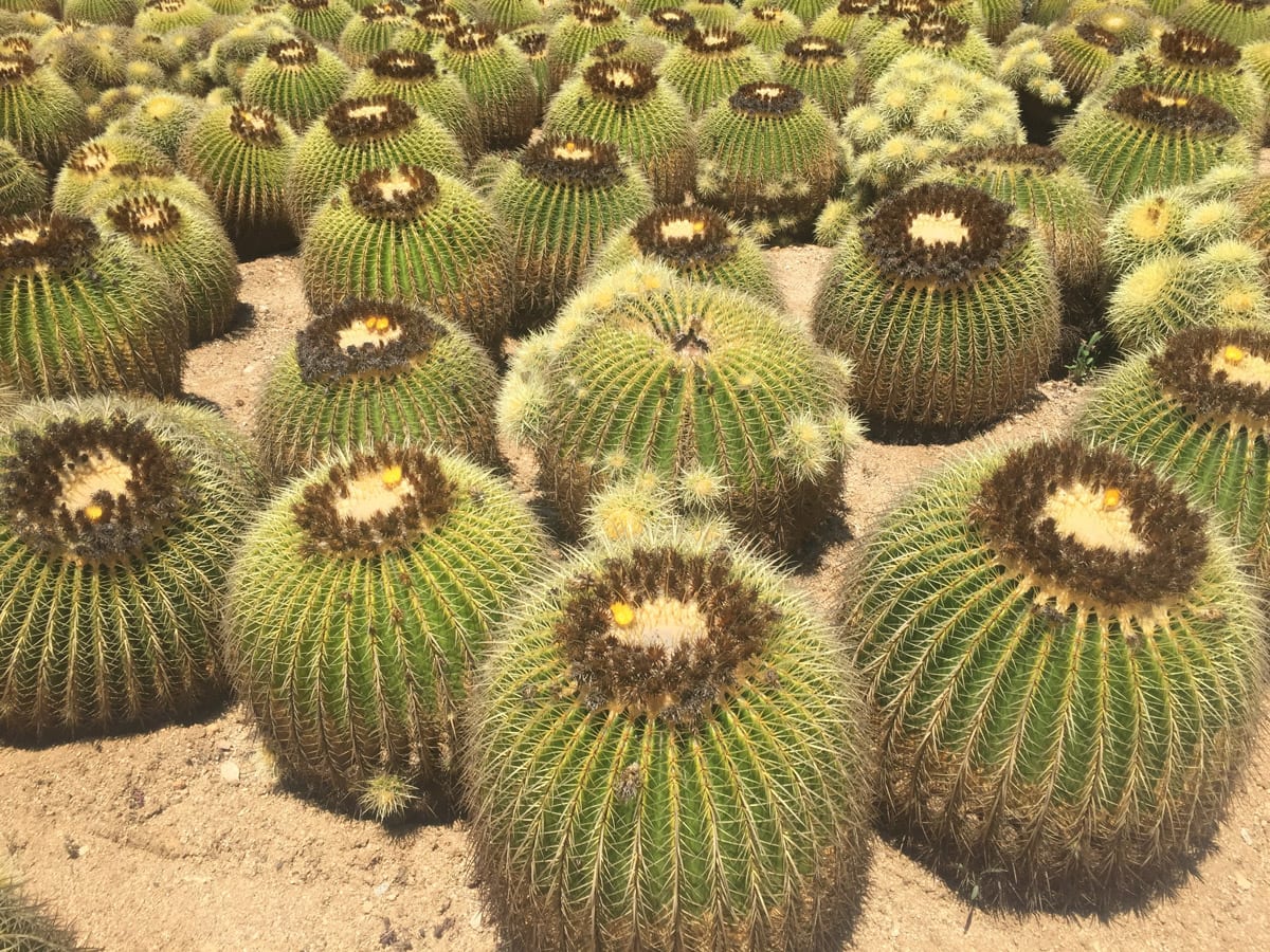 Goldkugelkaktus
