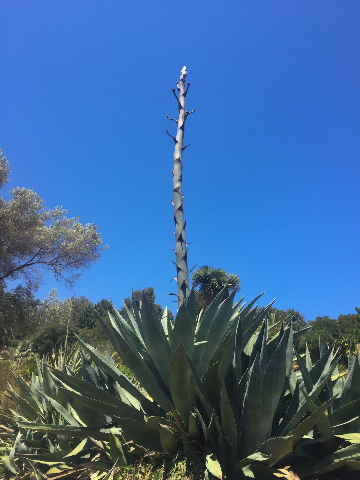 Riesige Agavenblüte
