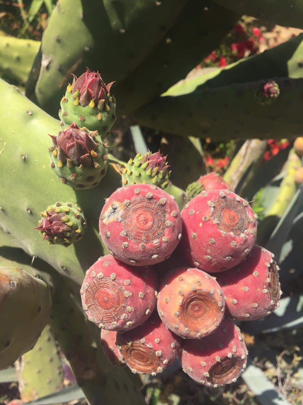 Rote Kaktusfrucht