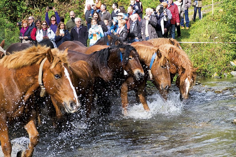 Pferde in Espinavell