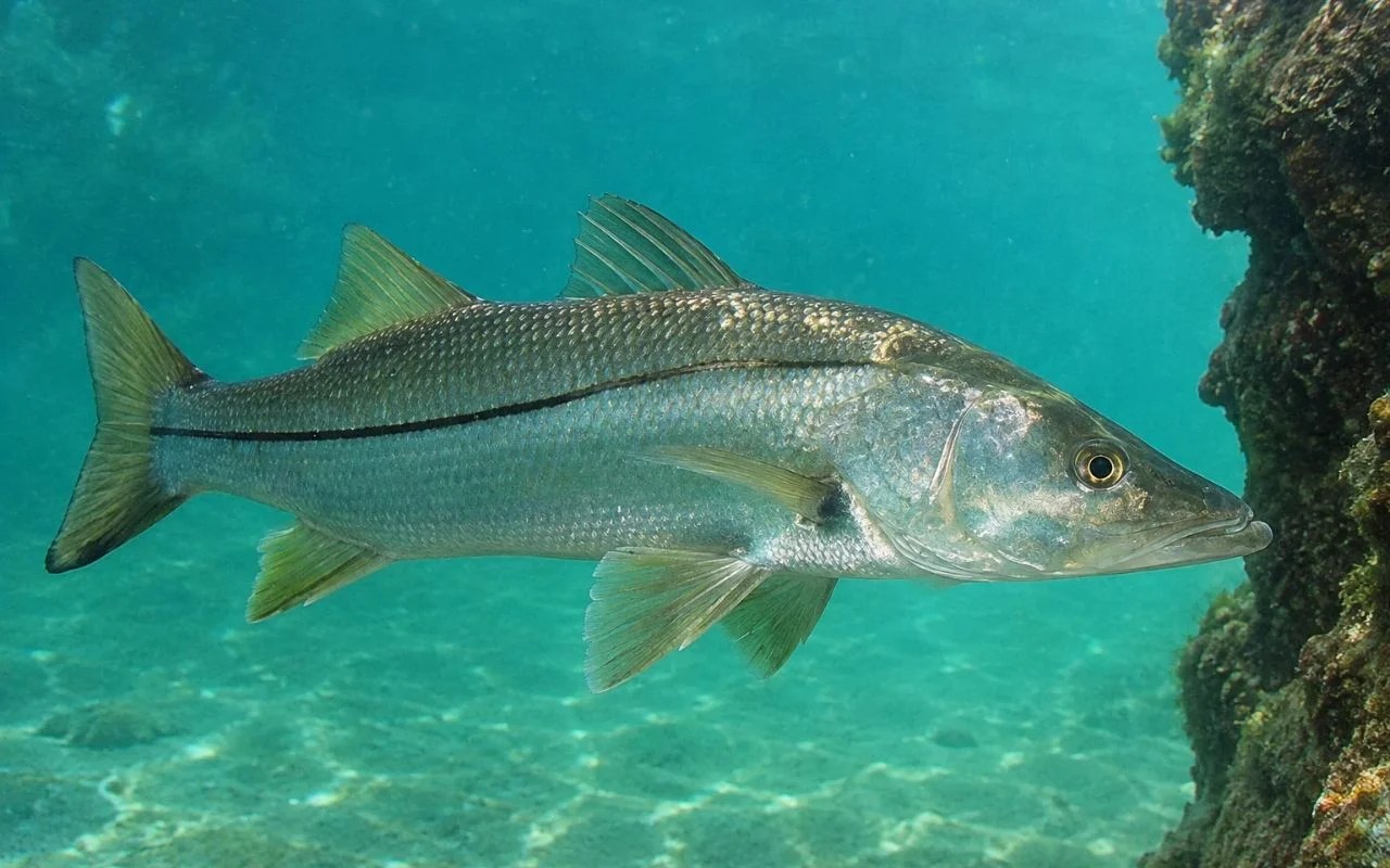 Robalo-flecha