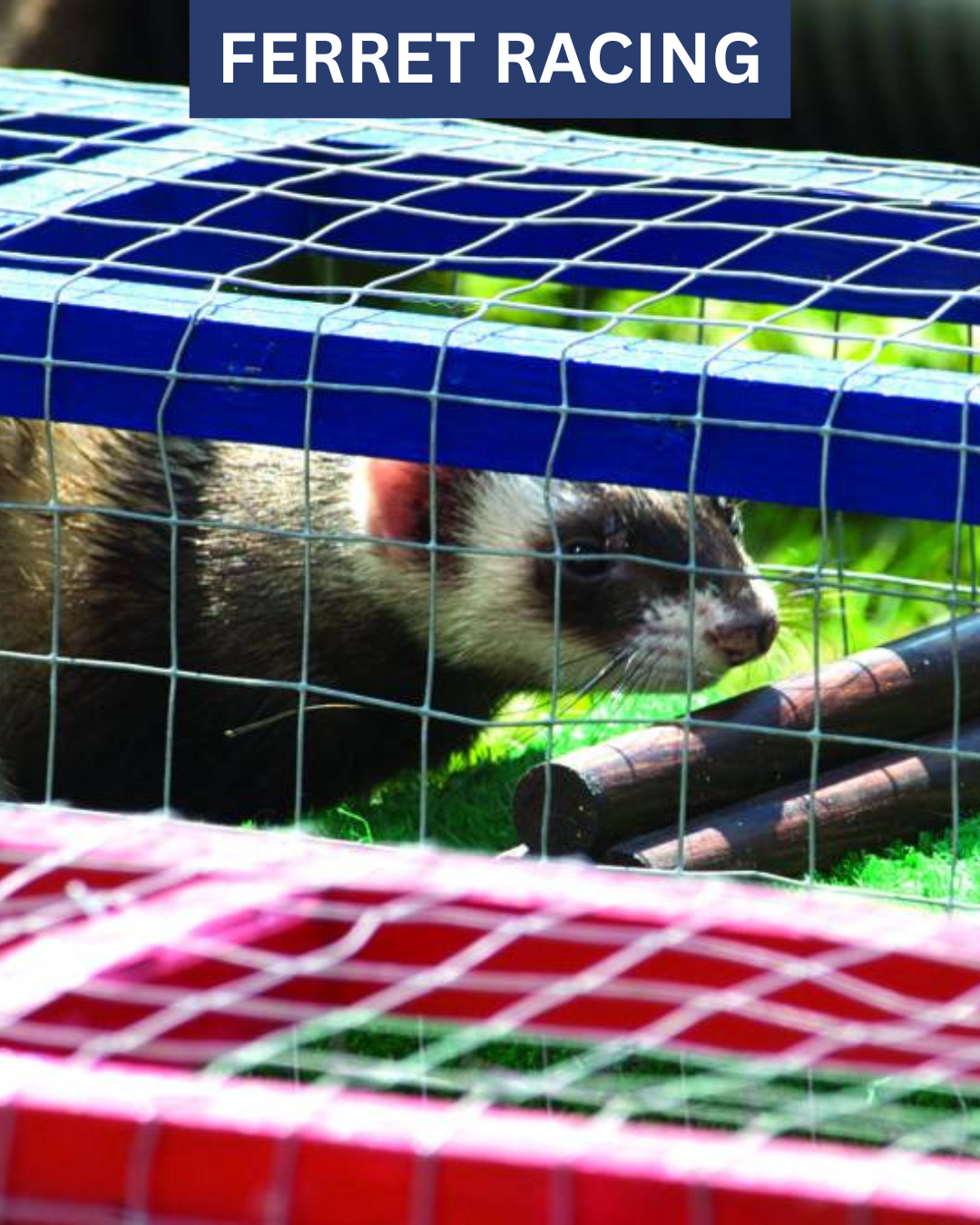 Ferret Racing