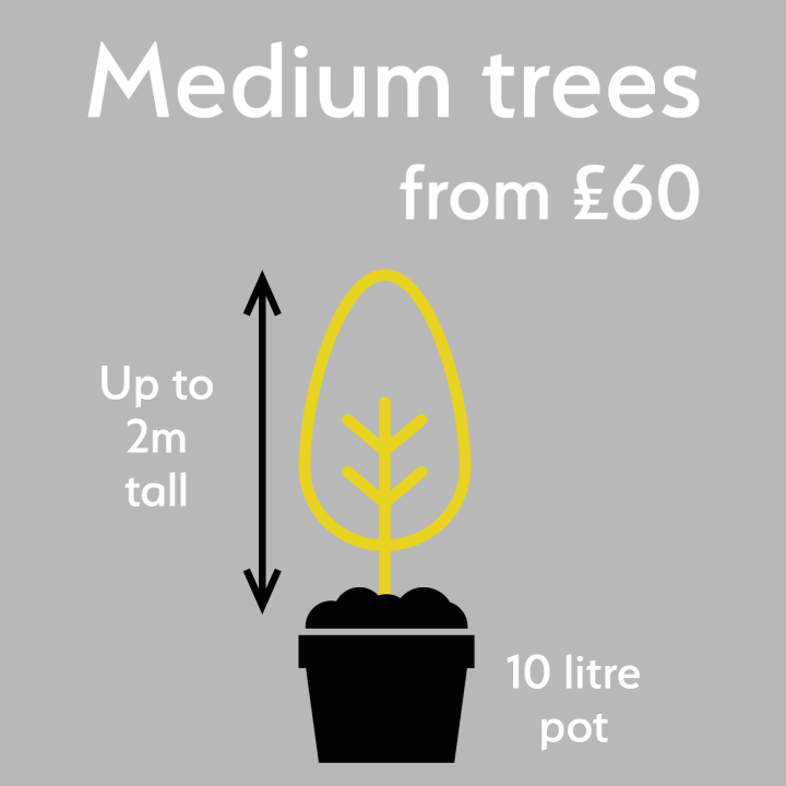 Medium trees