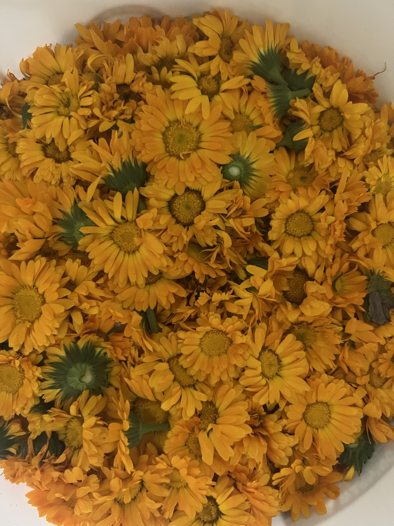 Fresh calendula blossoms gathered in a bowl at Cottage Pastures