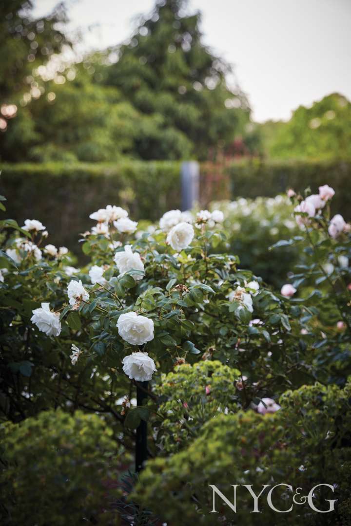 All About Roses, Through the Lens of Ngoc Minh Ngo - Cottages