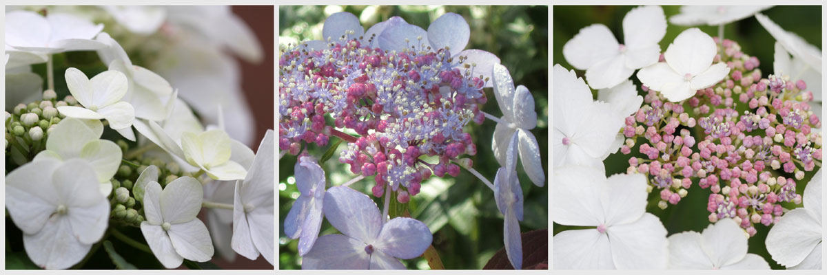 Hydrangea