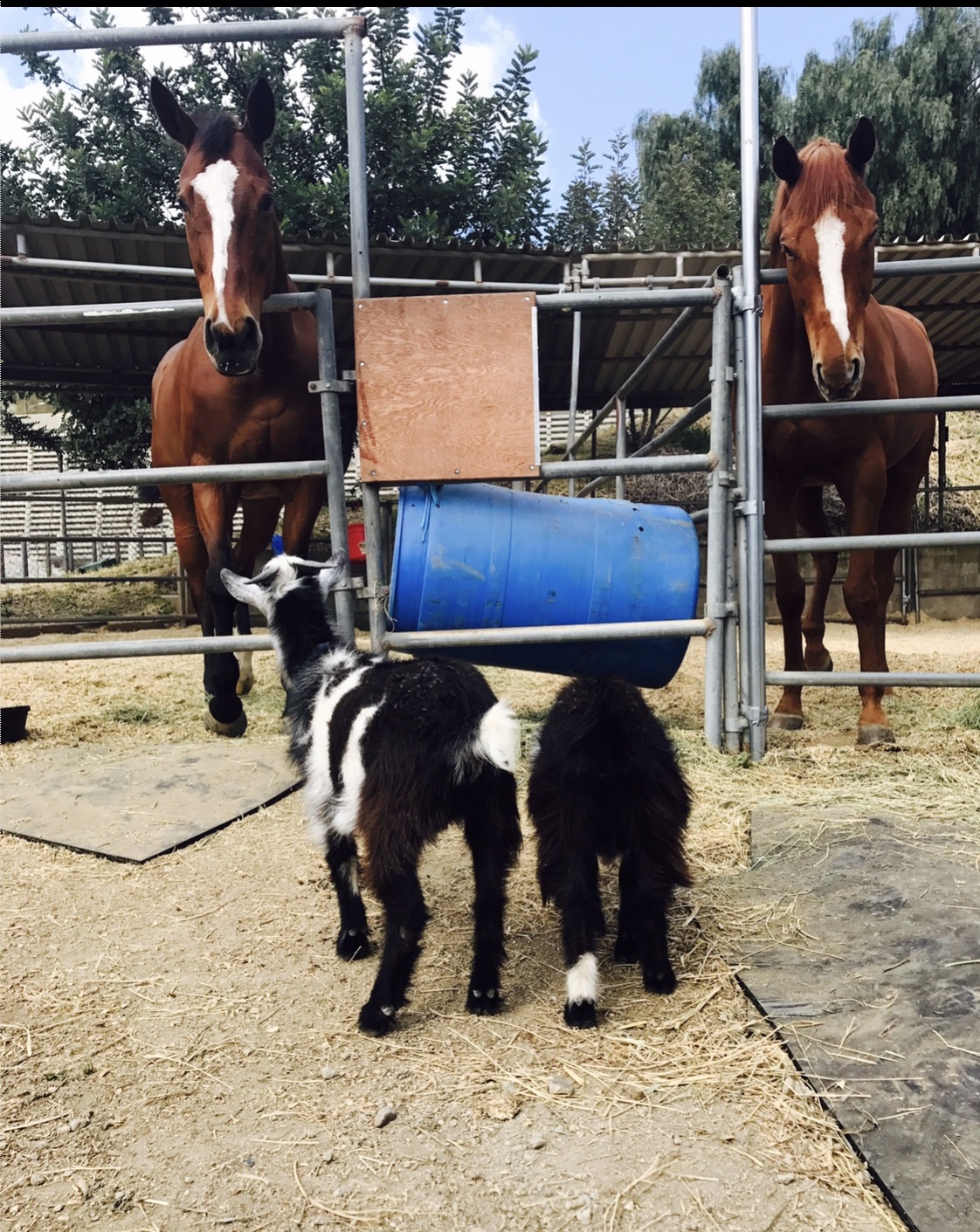 Courtship Ranch Horses Courtship Ranch