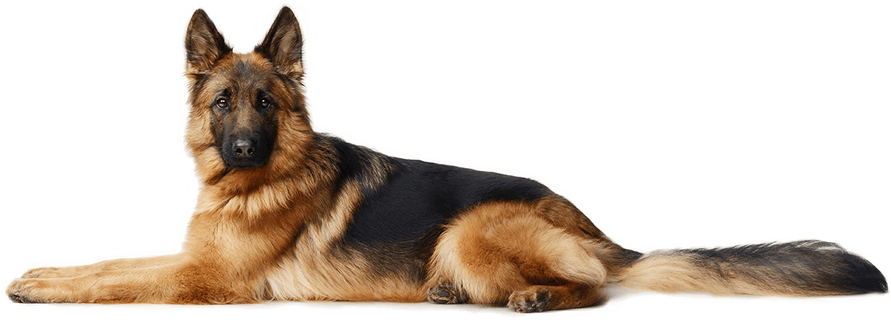 Best Wholesale CBD Dog Treats 