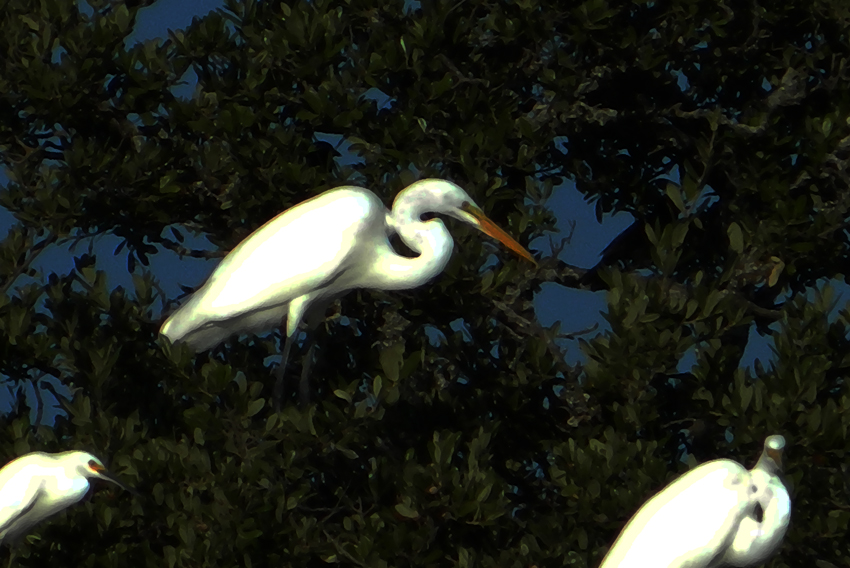 Egrets