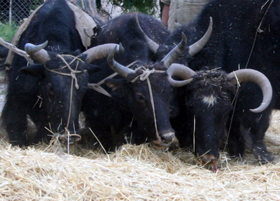 Threshing Ox