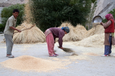 Winnowing wheat