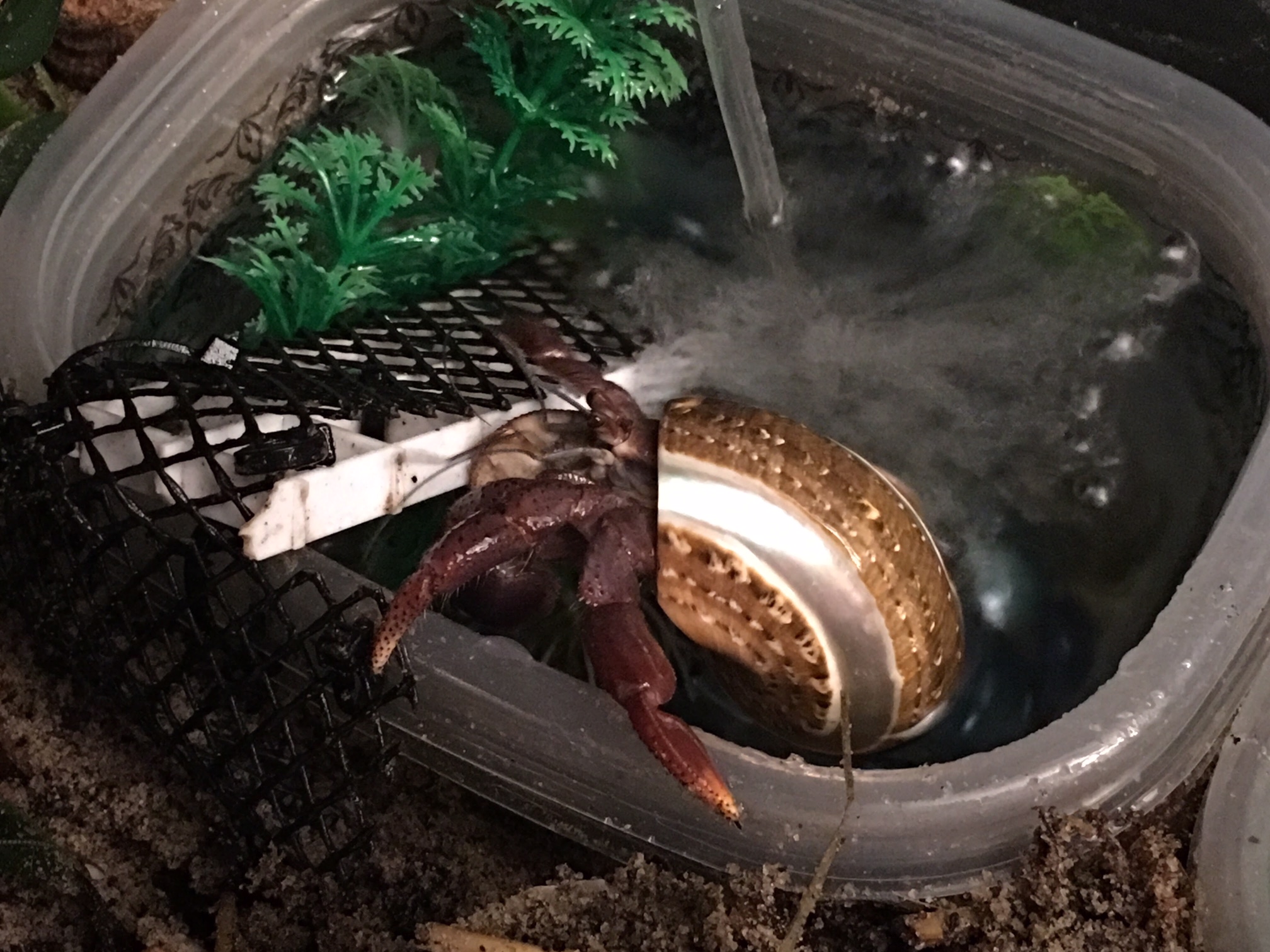 A Guide to Land Hermit Crab Pools The Crab Street Journal