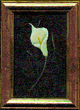 Paint a Lilly