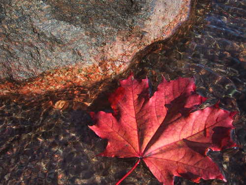 Maple & Rose Geranium Cleanser