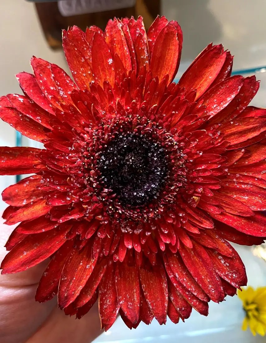 Flower after drying in silica