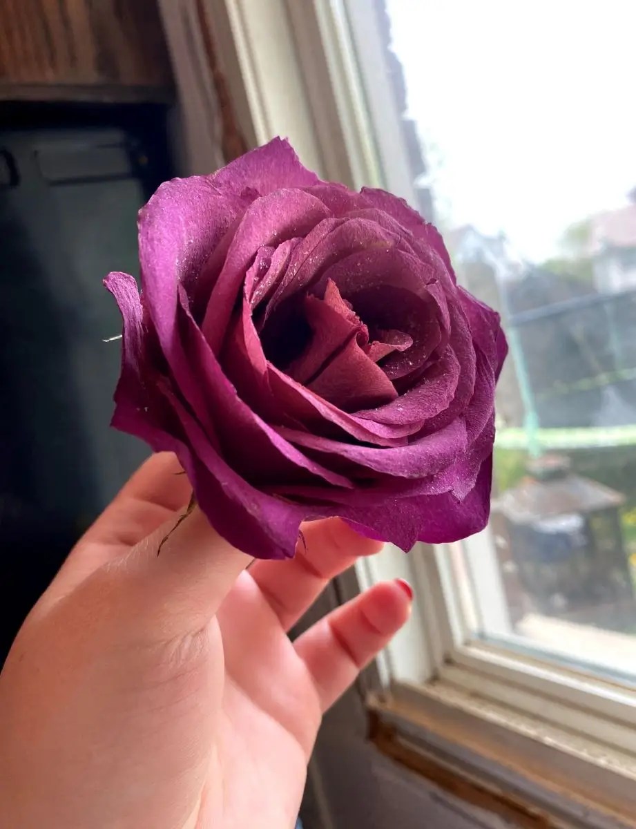 Flower dried with silica gel