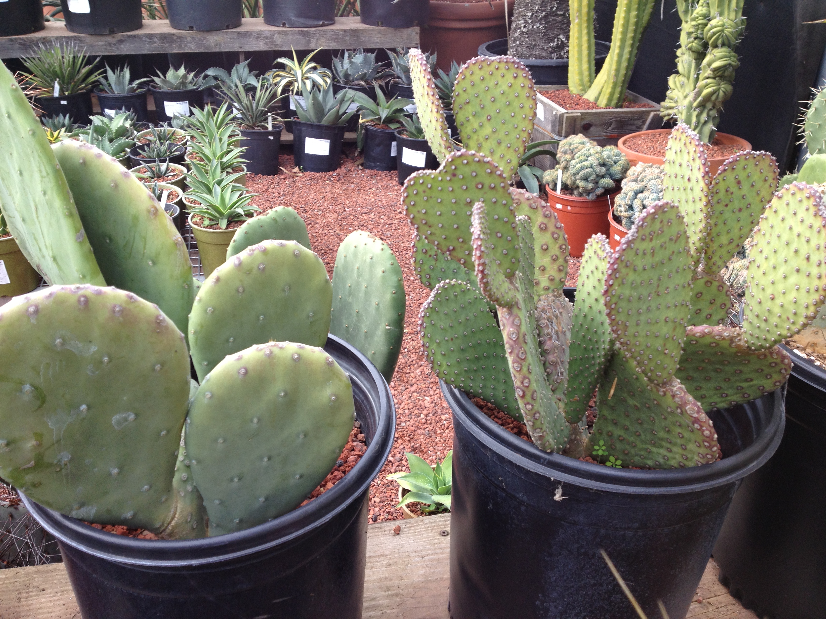 all kinds of cacti.
