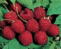 THE Perennial berry list with over 30+ berries you can grow in temperate climates: Raspberries