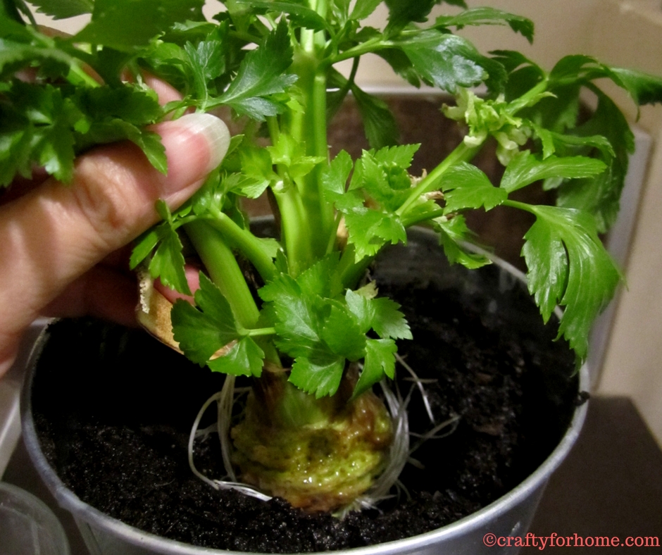 Planting celery from grocery produce