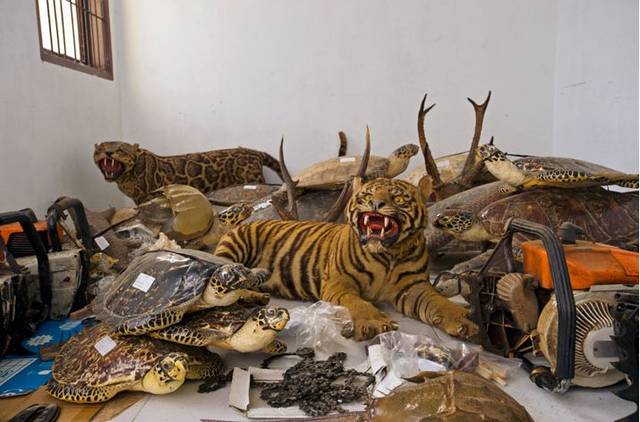 world-s-worst-endangered-animal-smuggling-kingpin-boing-boing