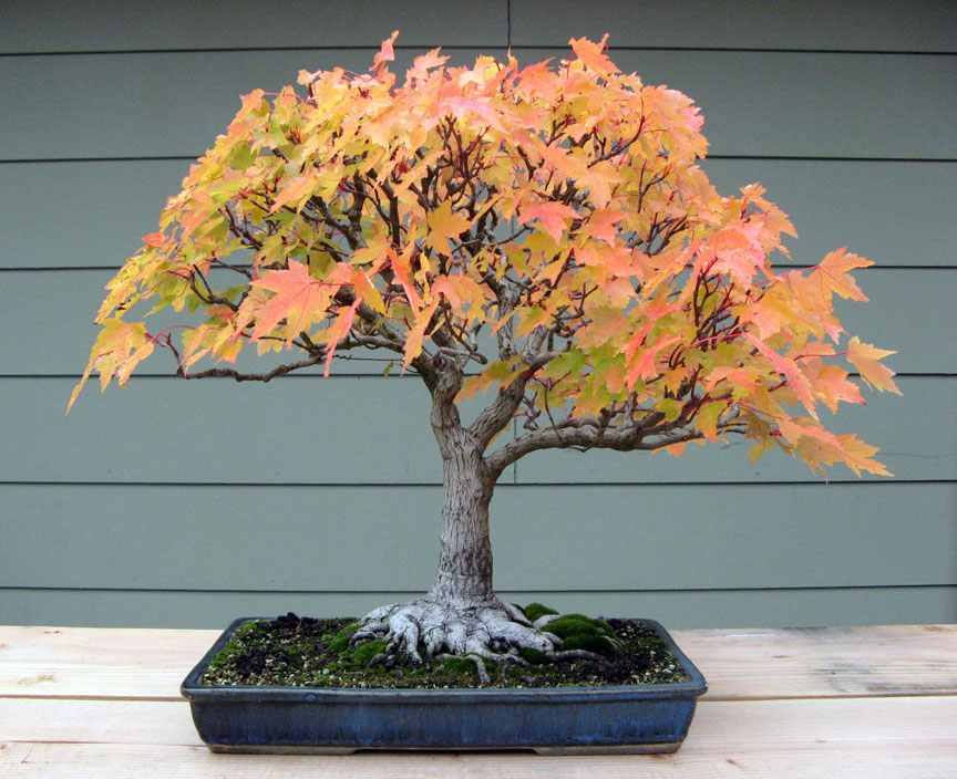 Red Maple in Fall Color | Michael Hagedorn