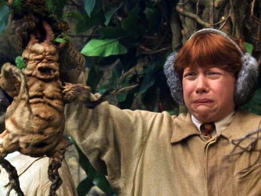 Confusion Over Fall Repotting- | Michael Hagedorn