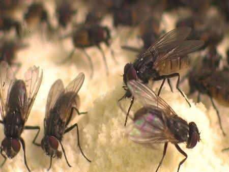 انتشار كثيف للذباب داخل منازل عدن يثير استياء المواطنين