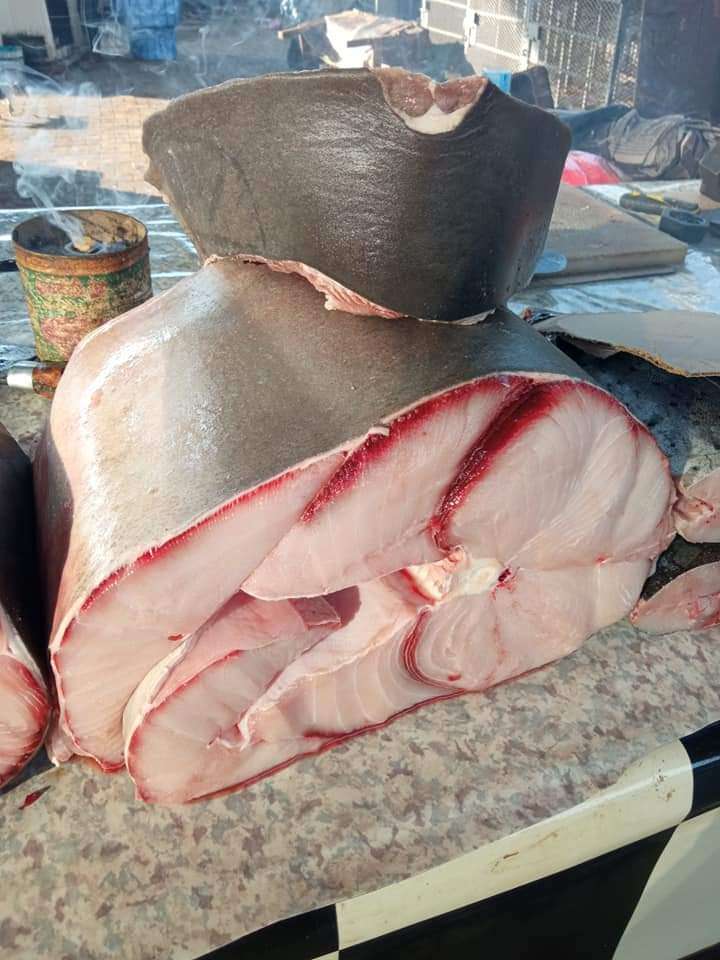 تعرف على أسعار الأسماك بعدن الخميس