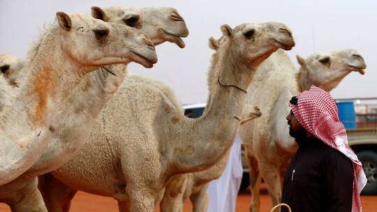 السعودية تطلق منصة إلكترونية لحفظ سلالات الإبل وتوثيقها
