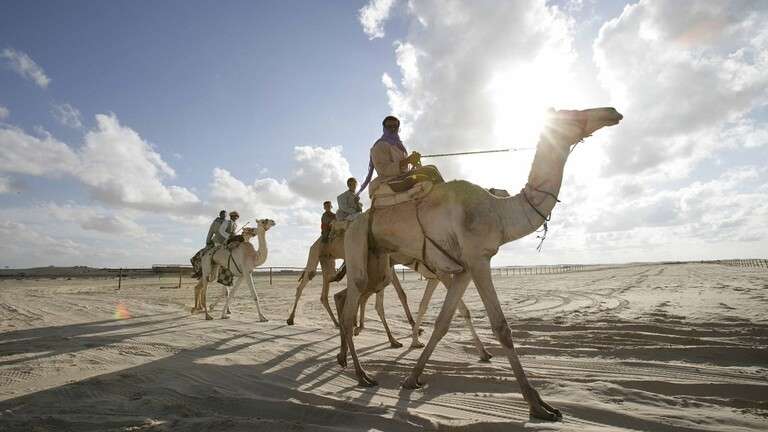استبعاد 43 من الإبل المشاركة بمهرجان الملك عبد العزيز بسبب العبث