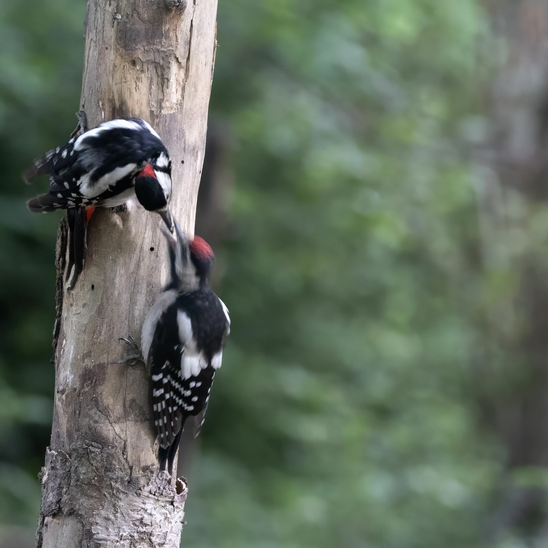Great spotted woodpecker