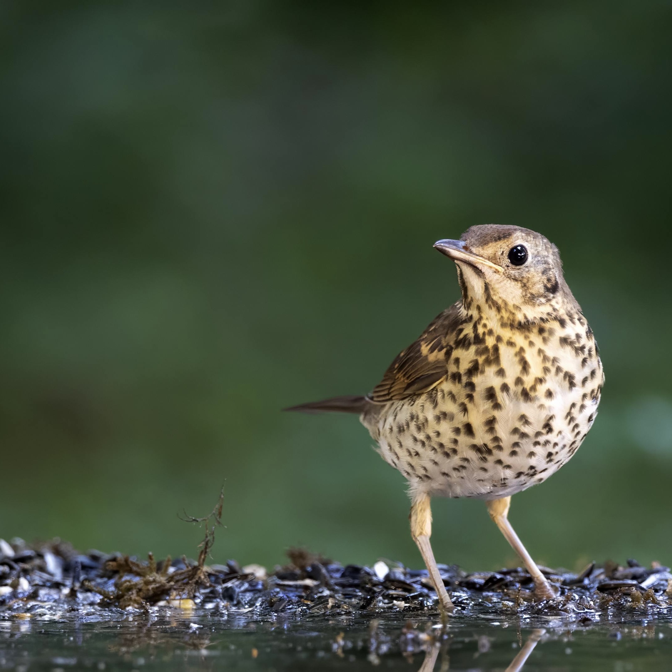 Songthrush