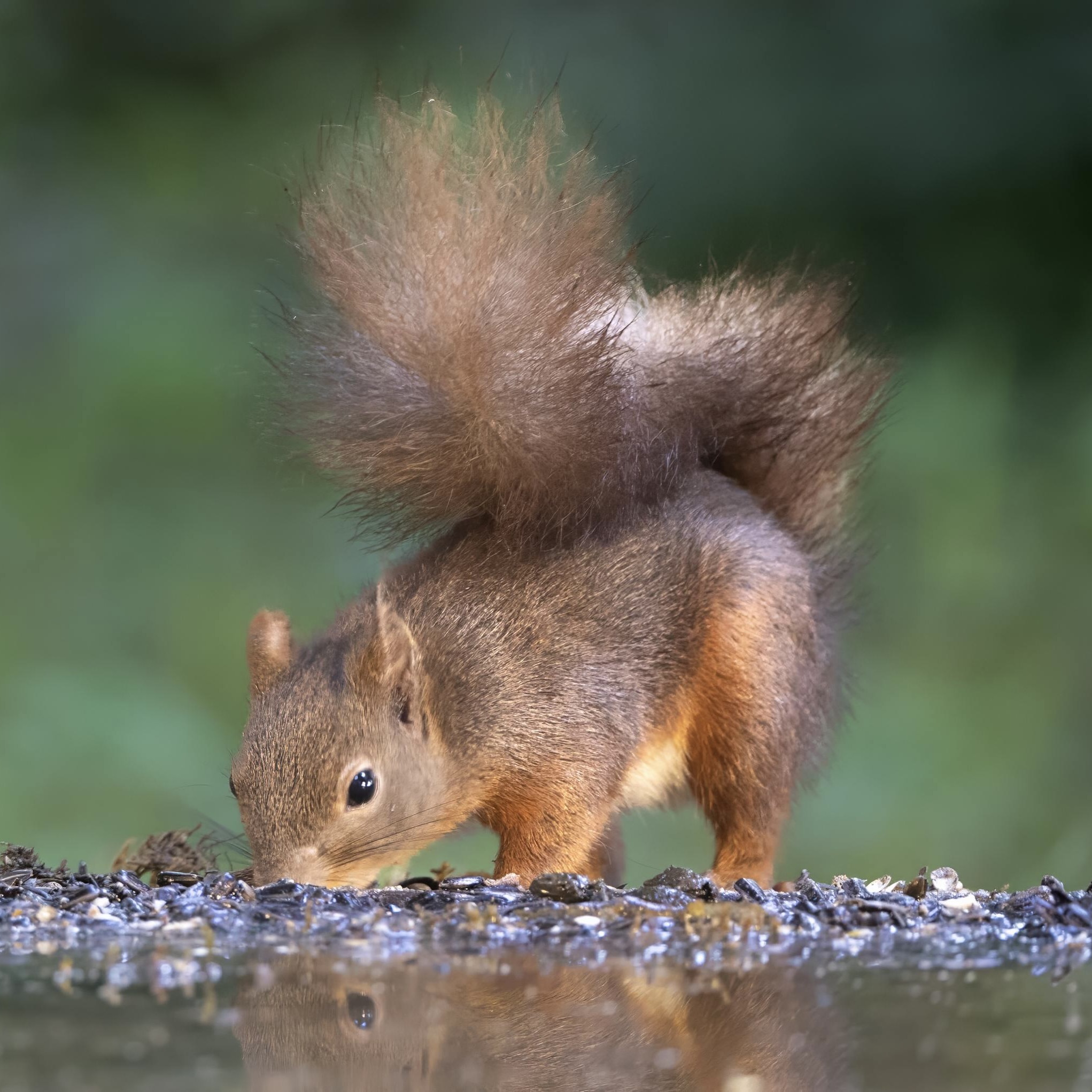 Red Squirrel