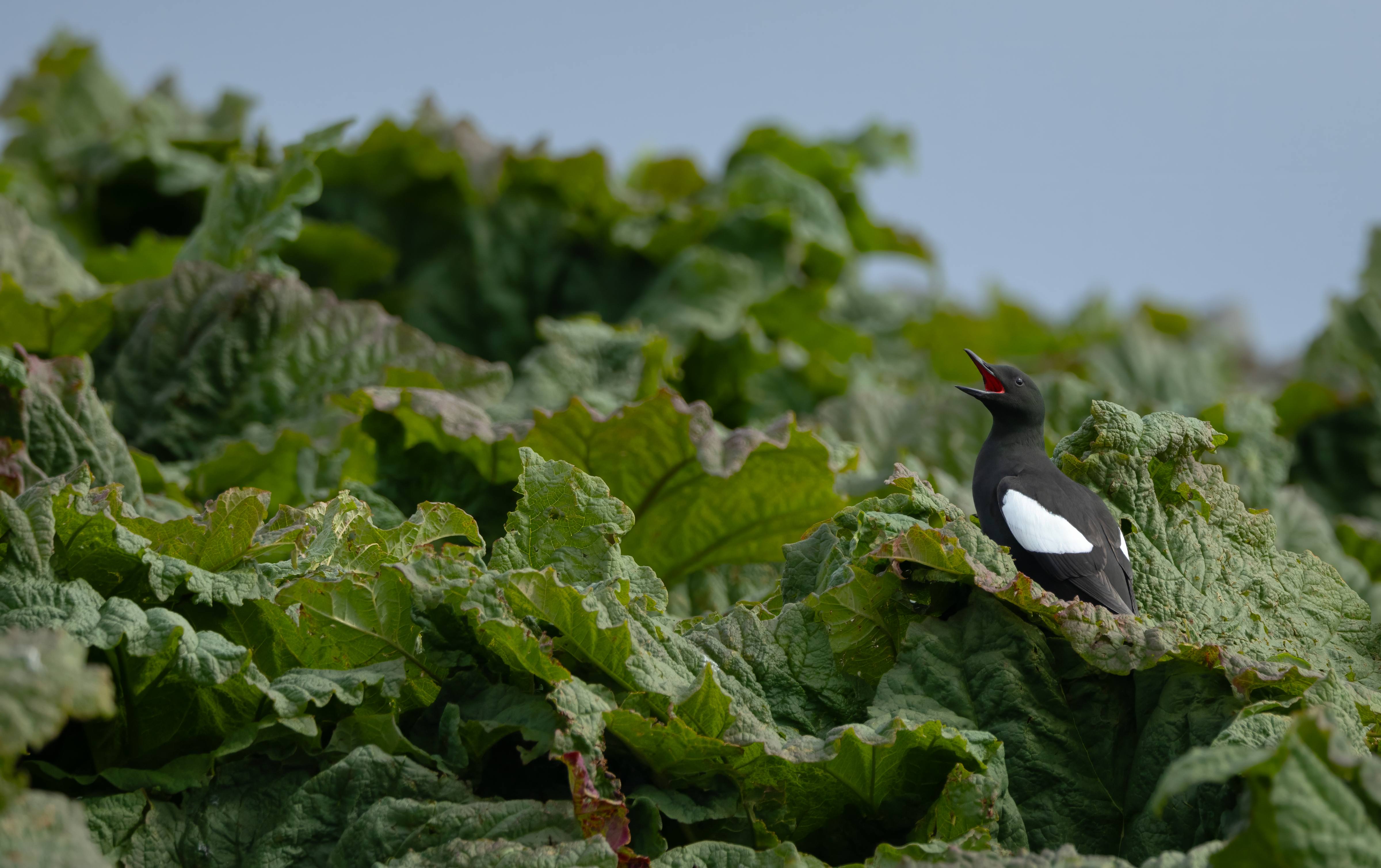 Rubarbin Guillemot, Vigur Iceland