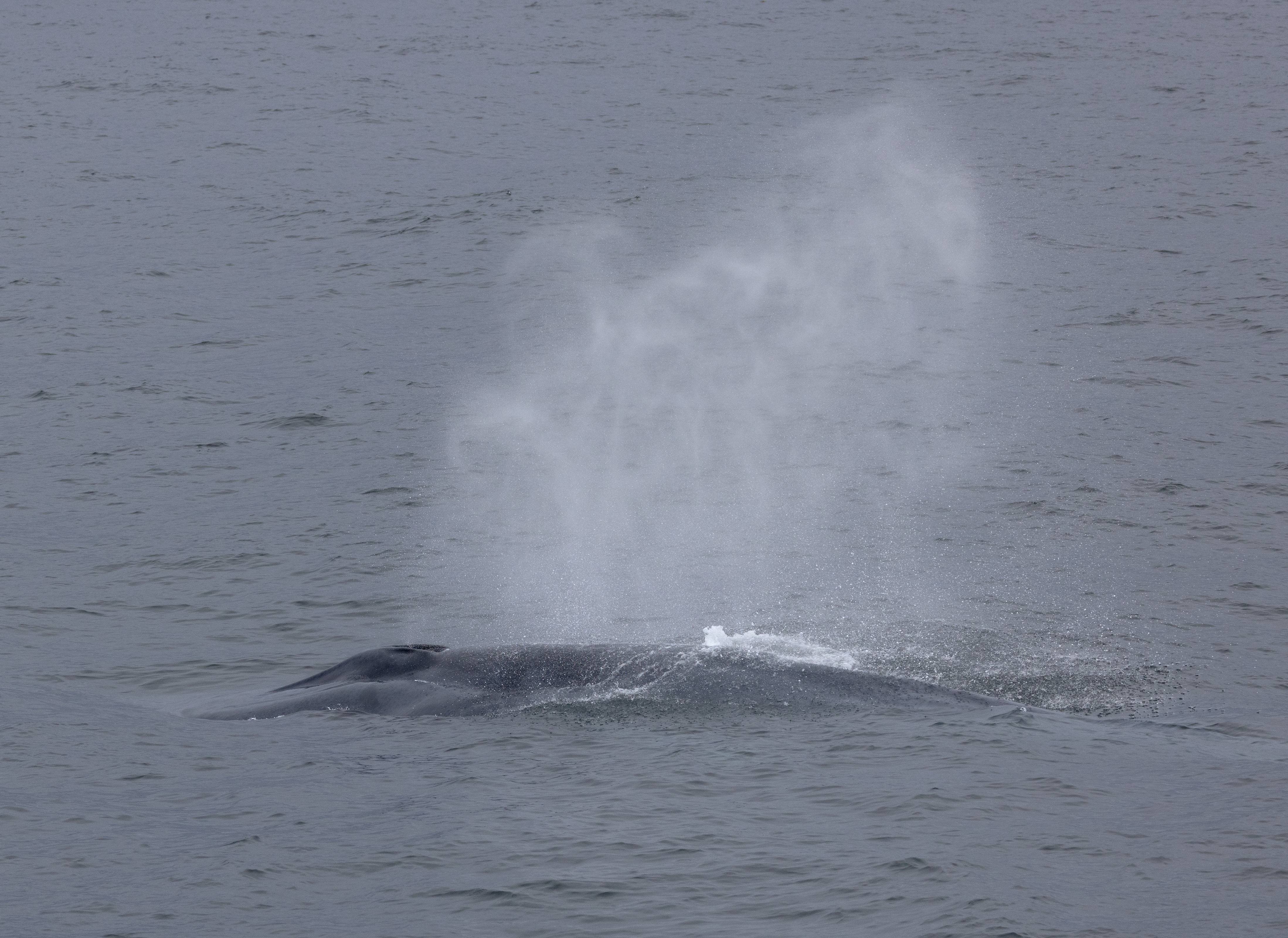 Up close and Blue - Off Forlandsunset Svalbard, Norway