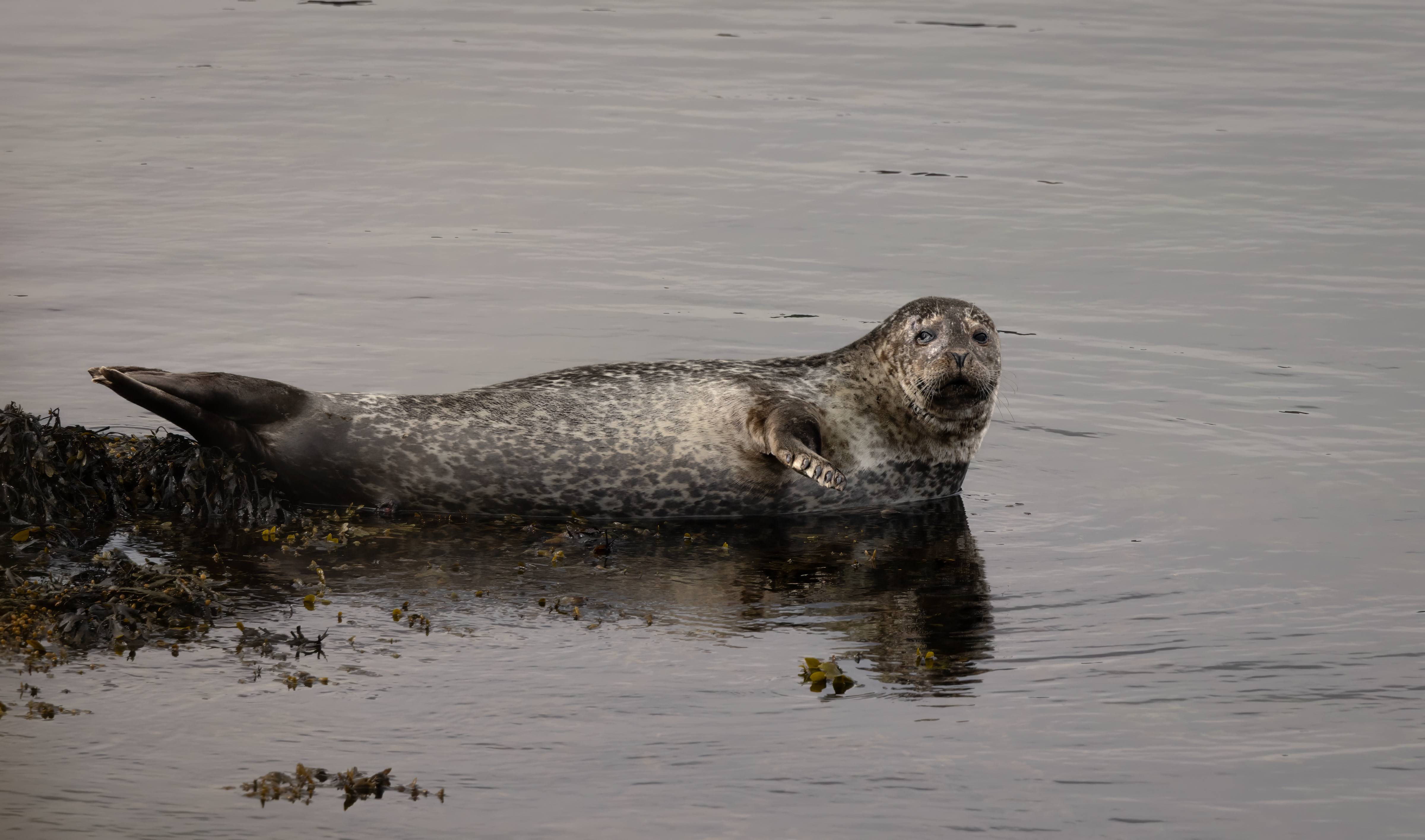 Goodbye Arnarstapi, Iceland